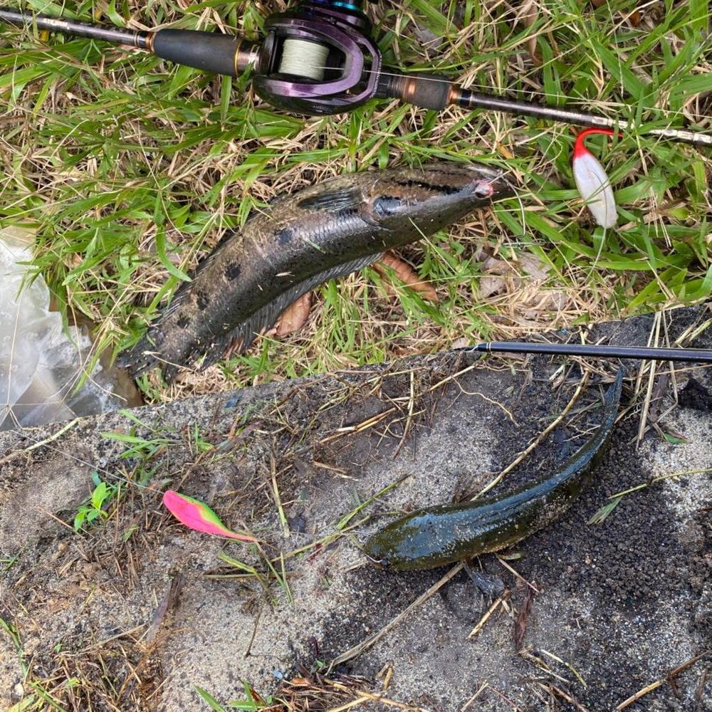 Cheery New 2026 Wholesale 3pcs 11g Tadpole Frog Soft Worm Lure Snakehead Fishing Soft Bait Imitative Design Fishing Lure – Worms & Grubs – view 5